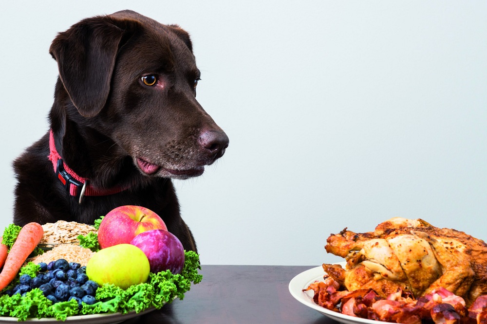 Why Do Dogs Eat Bacon Dog Food 2k Feed Your Dog The Finest Dog Food