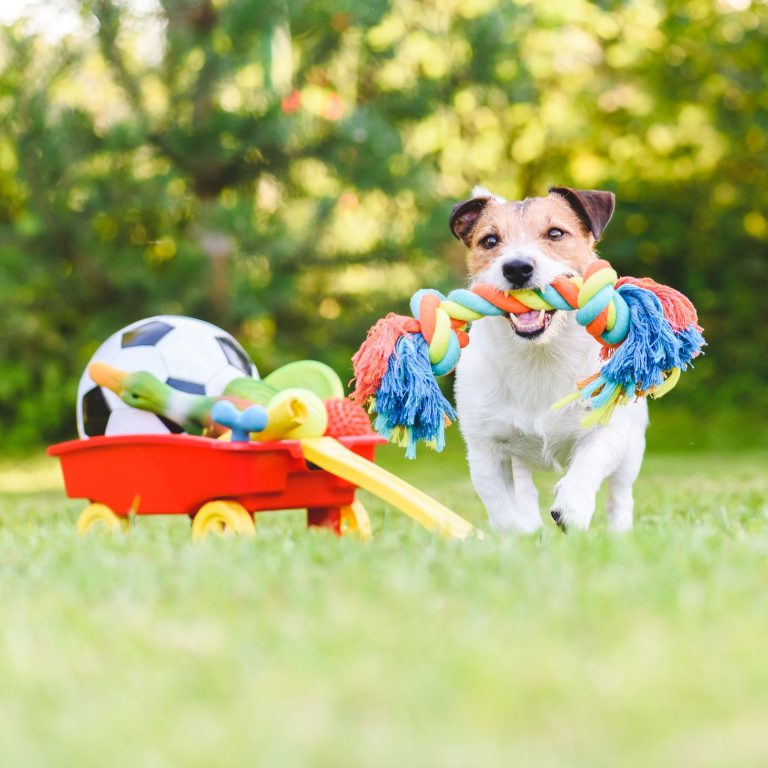 Matt Davies Harmony Communities Discusses the Best Toys for Your Dog
