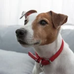 How to Prepare Your Dog for a Big Move: Why a New Dog Collar Matters.