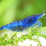Why Blue Dream Shrimp Are a Bright Choice for Your Tank