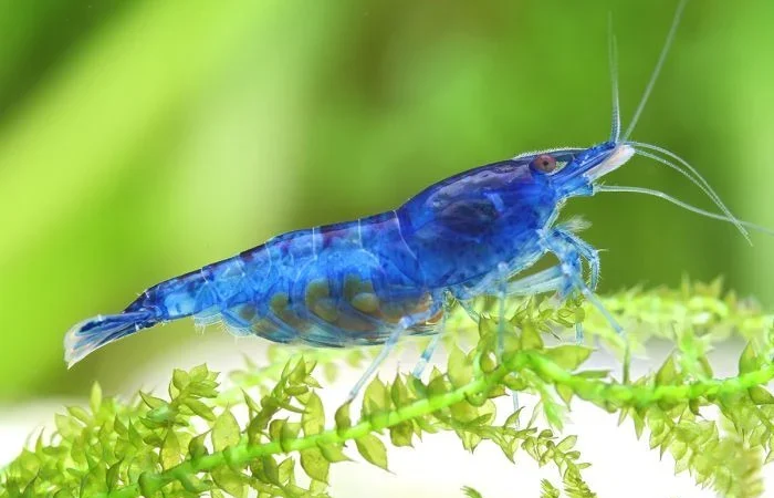 Why Blue Dream Shrimp Are a Bright Choice for Your Tank