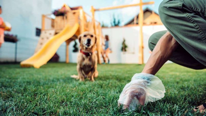 7 Must-Have Features When Choosing a Dog Poop Pickup Service in Henderson